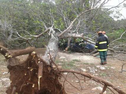 Ventos fortes derrubaram sete árvores e danificaram outras 15 no interior