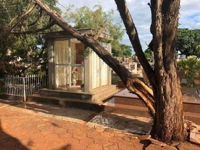 Uma semana ap&oacute;s temporal, &aacute;rvores continuam sobre t&uacute;mulos
