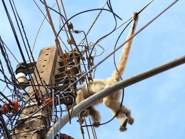 Macaco-prego fica 4 dias em p&eacute; de manga, foge e morre eletrocutado 