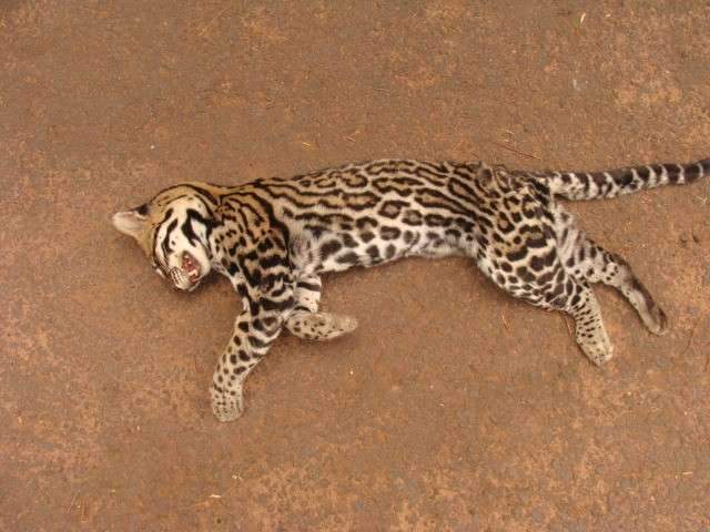 Jaguatirica atropelada e encontrada morta, ser&aacute; empalhada pela PMA