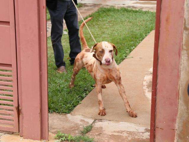 'Toby' vai parar dentro de fossa e d&aacute; trabalho para o Corpo de Bombeiros 