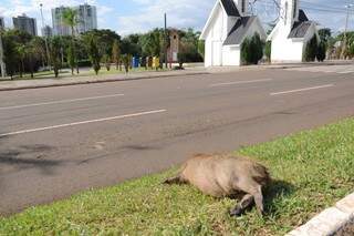 Capivara morta no canteiro central da Avenida Afonso Pena perto da Cidade do Natal (Foto: Paulo Francis)