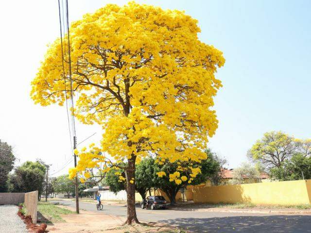 Recheado, ipê pinta céu de amarelo e vira atração do domingo no Tiradentes  - Meio Ambiente - Campo Grande News