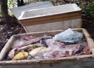 Peixes foram pescados por morador de Ladário, que foi preso pela PMA. (Foto: Divulgação PMA/MS)