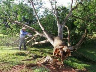 Prefeito fez remoção de árvore neste sábado. (Foto: Ricardo Ojeda)