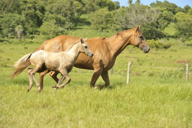 Cuidados com nascimento de potro podem custar at&eacute; R$ 15 mil por animal