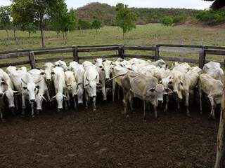 Polícia recuperou 250 cabeças de gado que foram furtadas. (Foto: Divulgação Polícia Civil)