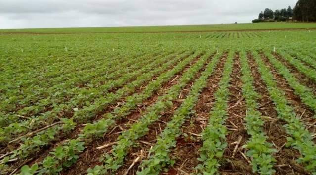Chuvas ajudam e plantio da soja est&aacute; perto de 95% da &aacute;rea em MS
