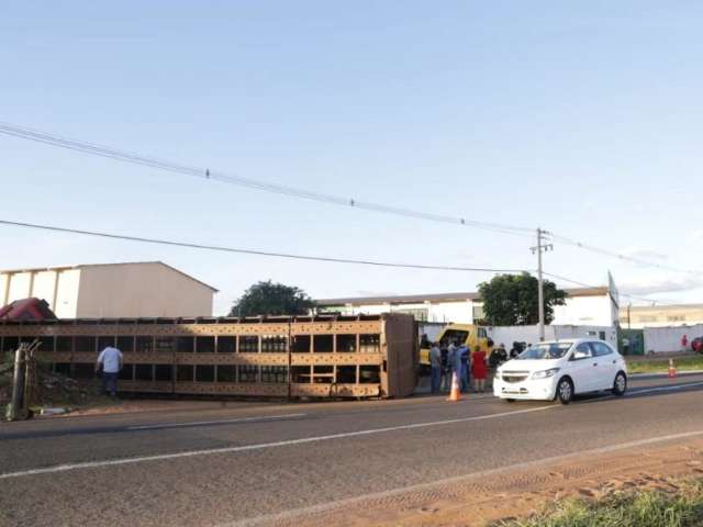 Caminh&atilde;o tomba e 50 animais fogem pela Avenida Jo&atilde;o Arinos