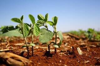 No Brasil, a produção da soja ficará entre 87,6 e 89,7 milhões de toneladas na safra 2013/2014 (Foto: Marcos Ermínio)