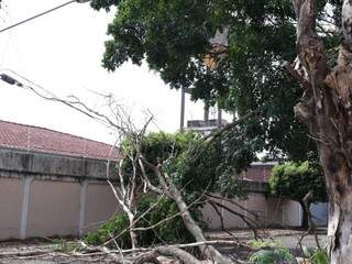 Parte da árvore na Rua Dolores caiu e deixou via sem energia. (Foto: Kísie Ainoã)