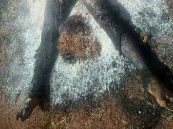 Moradores encontram corpo carbonizado em munic&iacute;pio na fronteira