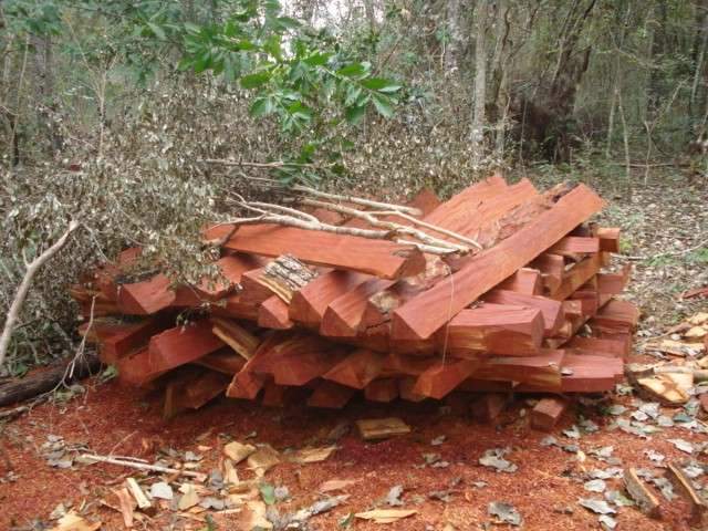 Propriet&aacute;rio rural &eacute; atuado em R$ 83 mil por corte de &aacute;rvore sem plano de manejo