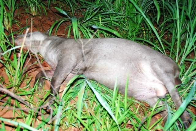 Veículo atropela anta durante a madrugada e 4 pessoas ficam feridas 