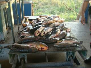Pescado irregular foi apreendido pela PMA. (Foto: Divulgação)