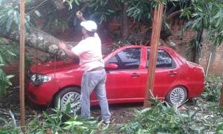 Carro que estava estacionado próximo a um pé de maga, ficou destruído após a queda da árvore.(Foto: Rio Brilhante News/Divulgação)