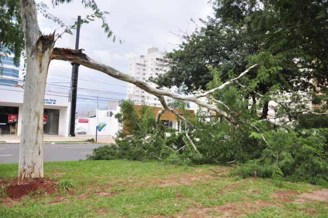 Para especialista, 20 mil &aacute;rvores devem ser removidas em Campo Grande
