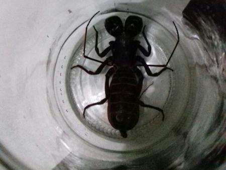 Morador encontra escorpi&atilde;o vinagre em quintal de casa no Tijuca 