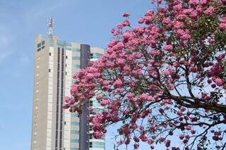 Ipê florescem ao longo do ano e enfeitam Cidade Morena em todas as regiões (Foto: Marcos Ermínio/Arquivo)