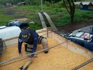 Policial rodoviário federal retira maconha de carga de milho; droga saiu de Amambai (Foto: Divulgação/PRF)