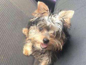 Casal fica desesperado ao saber de furto da pequena Lola 