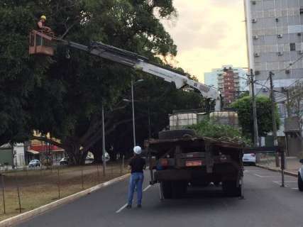 Prefeitura fecha trecho de avenida para cuidar de árvores centenárias