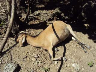 Cabrito foi um dos animais encontrados mortos pela PMA. (Divulgação)
