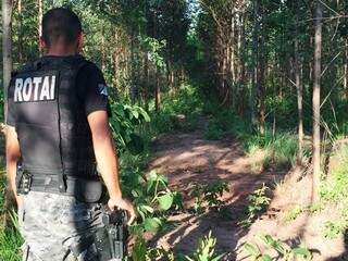 Equipes da PM procuraram por suspeito em floresta de eucalipto (Foto: TL Notícias)