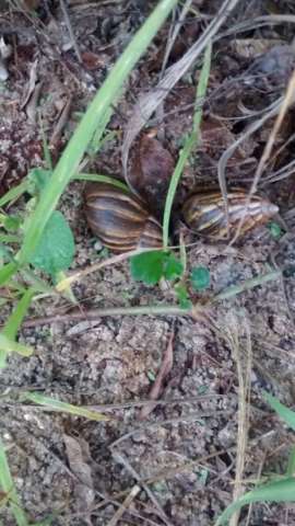 Caramujos e matagal invadem casas e vias p&uacute;blicas na Vila Planalto