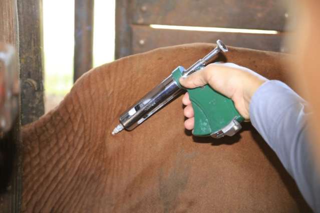 Iagro altera regras para vacina&ccedil;&atilde;o contra a aftosa na Fronteira 