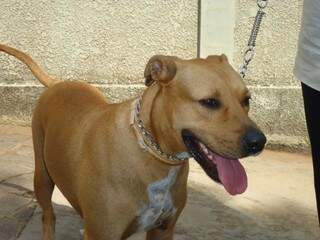 Cão Scooby, símbolo do tratamento veterinário contra leishmaniose (Foto: Sibele Cação / arquivo pessoal)