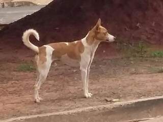 Cachorro solto na Rua Mestre Estanislau Pannatier no bairro Jardim Monumento em Campo Grande (Foto: Direto das ruas)