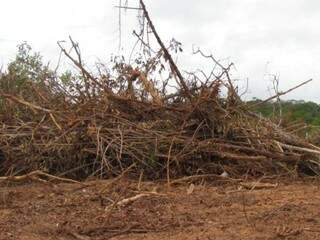 Desmatamento em Rio Verde mobilizou denúncias, mas supressão vegetal tinha autorização. (Foto: Direto das Ruas)