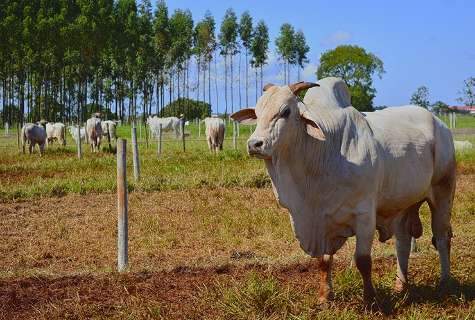 Preço do boi gordo eleva 7% em outubro e valor da arroba fecha em R$ 136