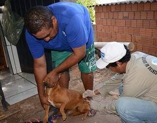 Prefeitura intensificou vacinação em animais de Corumbá. (Foto: Anderson Gallo/Diário Corumbaense)