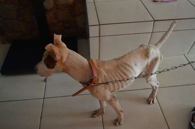 Protetores colhem assinaturas para que c&atilde;o que definhava n&atilde;o volte &agrave; dona