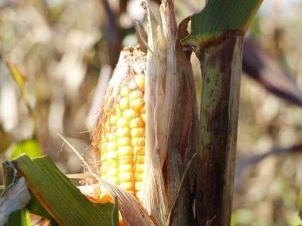 Preço do milho em Mato Grosso do Sul tem valorização de 3,72%