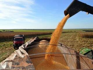 Colheita do milho no Estado; produto contabiliza baixos preços e tem queda no VBP (Foto: Arquivo)