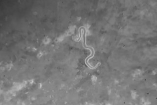 Nossas moscas transmitem a bact&eacute;ria que causa &uacute;lcera