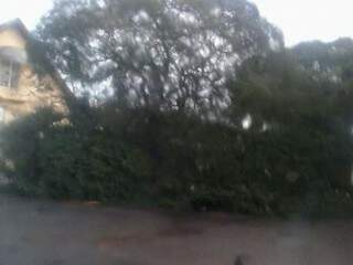 Árvore caída na Av Ricardo Frando na manhã desta terça-feira (Foto: Direto das ruas)