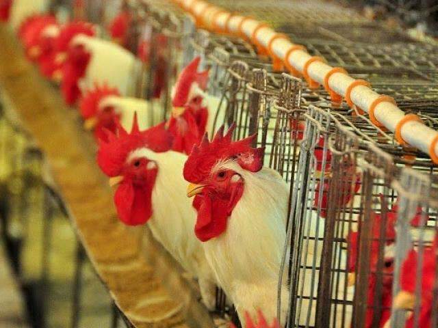 Produ&ccedil;&atilde;o de carne su&iacute;na soma 147 mil toneladas e MS, crescimento de 9,4%