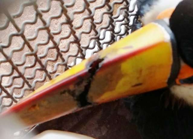 Perigos urbanos causam acidentes com animais silvestres a cada 5 dias