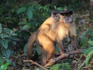 Macacos-prego na região da Vila Santo Eugênio, no sudeste da Capital (Foto: Marcos Ermínio)