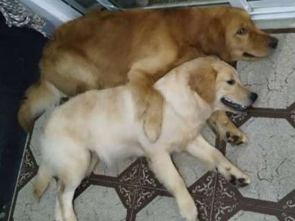 Cachorros fogem durante temporal e são furtados por homem em Fiorino 