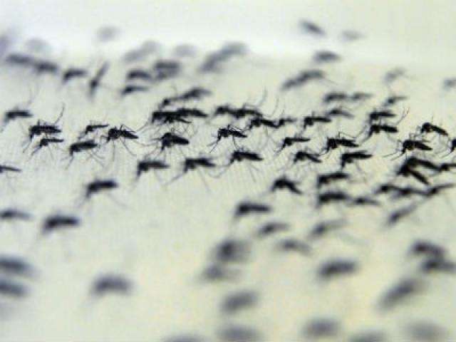 Palestra fala de uso de mosquito infectado com bact&eacute;ria para conter a dengue