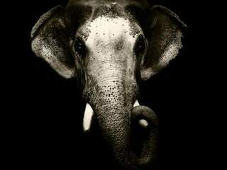 Deus dá tudo que a gente quer! Se você quiser um elefante, ele dá?
