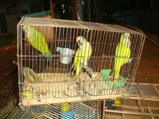 Aves foram encontradas nos fundos de residência. (Foto: Divulgação)