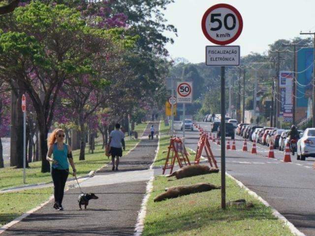 Capivaras s&atilde;o atropeladas e leitores denunciam racha na Afonso Pena 