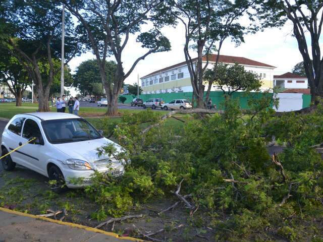  Galho de &aacute;rvore despenca e bloqueia tr&acirc;nsito na avenida Afonso Pena 