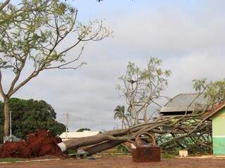 Tempestade de ontem em Bandeirantes derrubou árvores e destelhou casas (Foto: Marina Pacheco) 